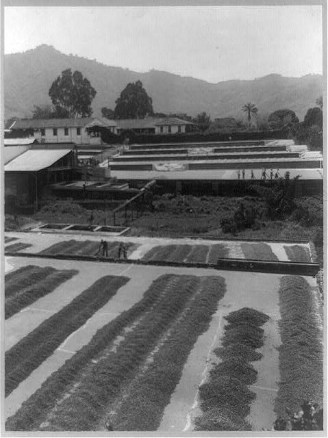 Coffee Hacienda 1890
