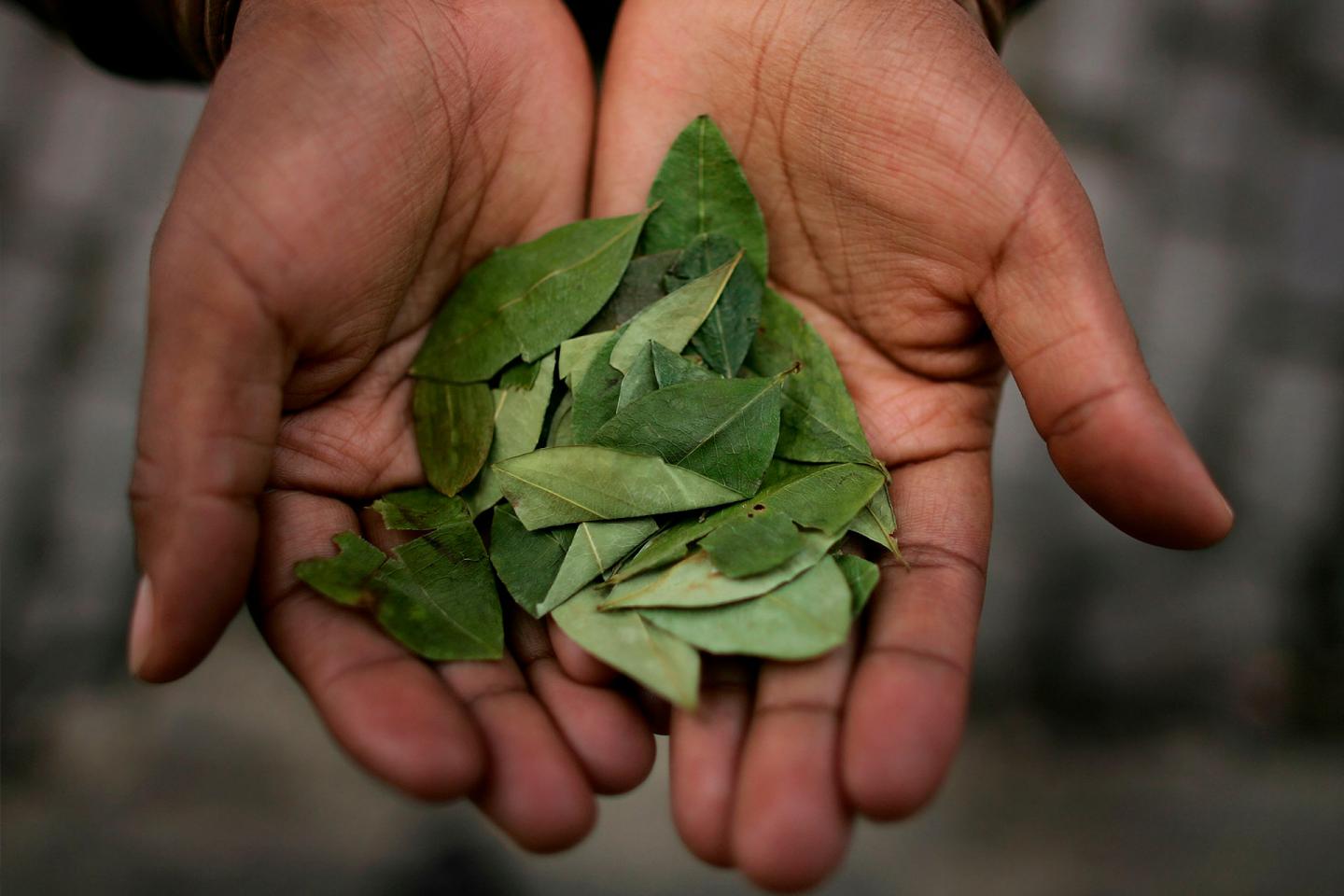 This image depicts coca leaves.